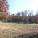 Carolina Living Property Management